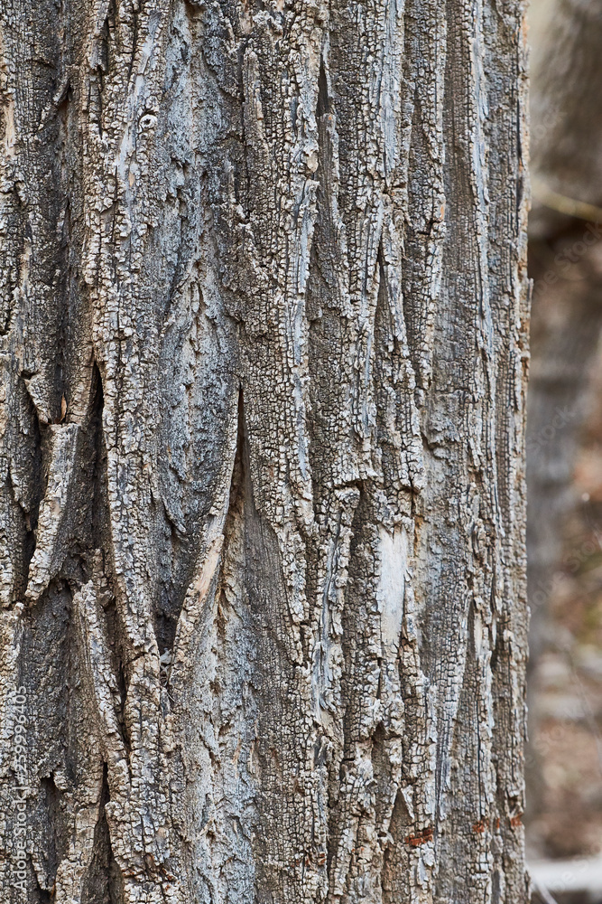 Obraz premium Southwest