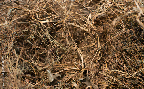 Dry hay after harvest season