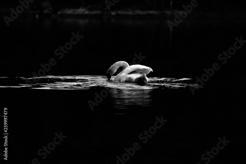 Swan