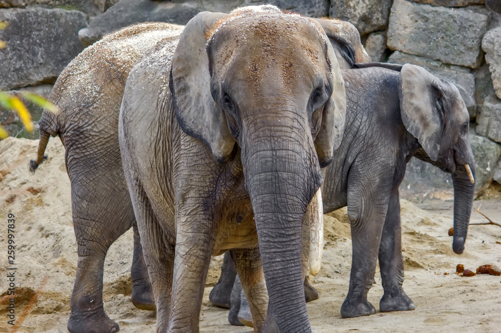 Fototapeta premium Elephant close up profile portrait
