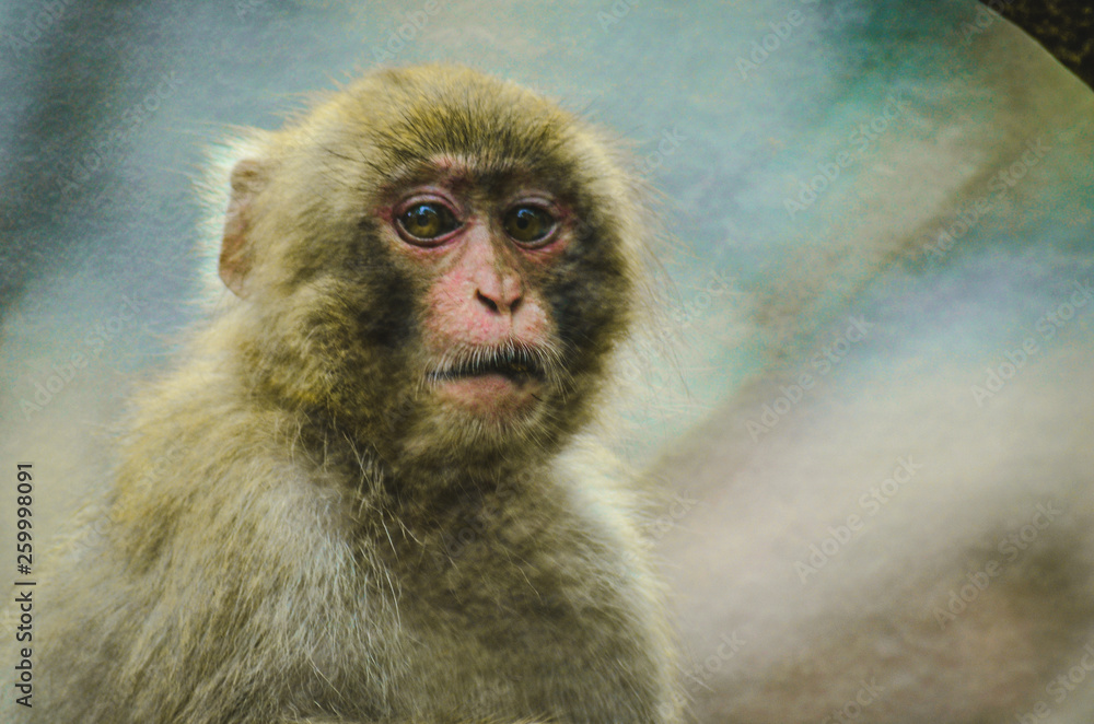 Naklejka premium Simio