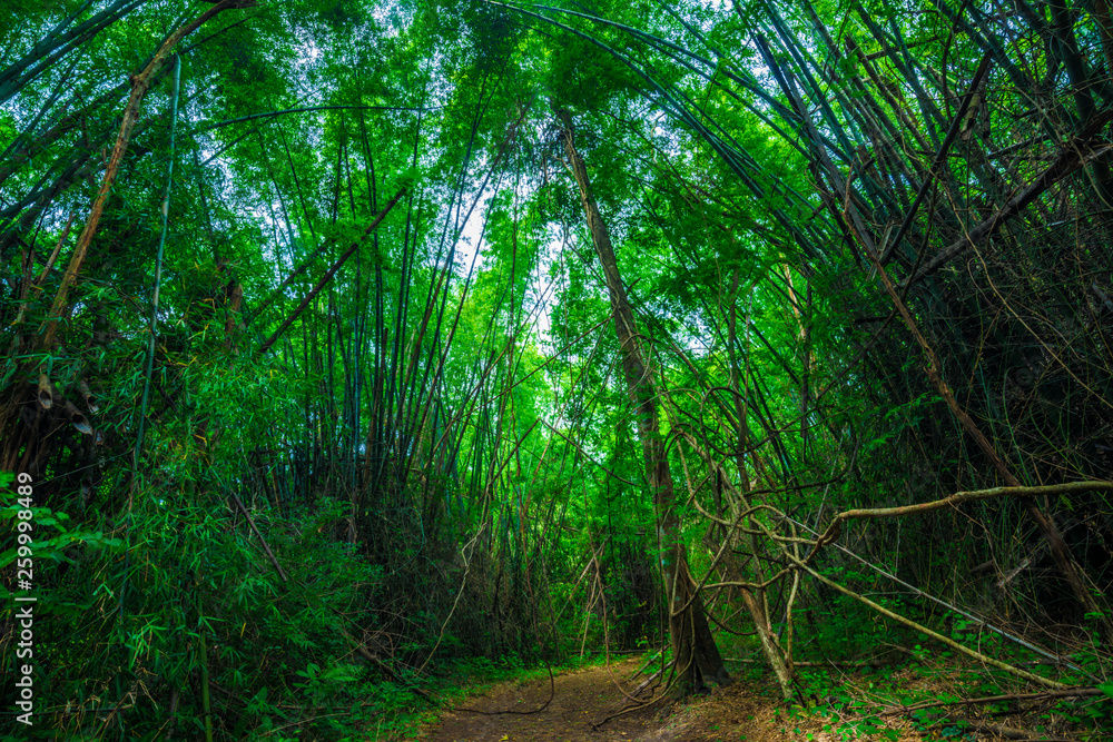 Green bamboo forest tunel nature pathway