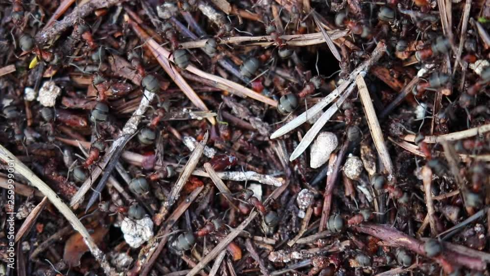 Common Wood Ants, Formica aquilonia, seen from above a nest while colony is active during spring in a scottish pine forest. Common Wood Ants, Formica aquilonia, seen from above a nest while colony is active during spring in a scottish pine forest.
