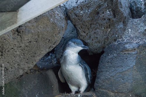 little penguin on a rock