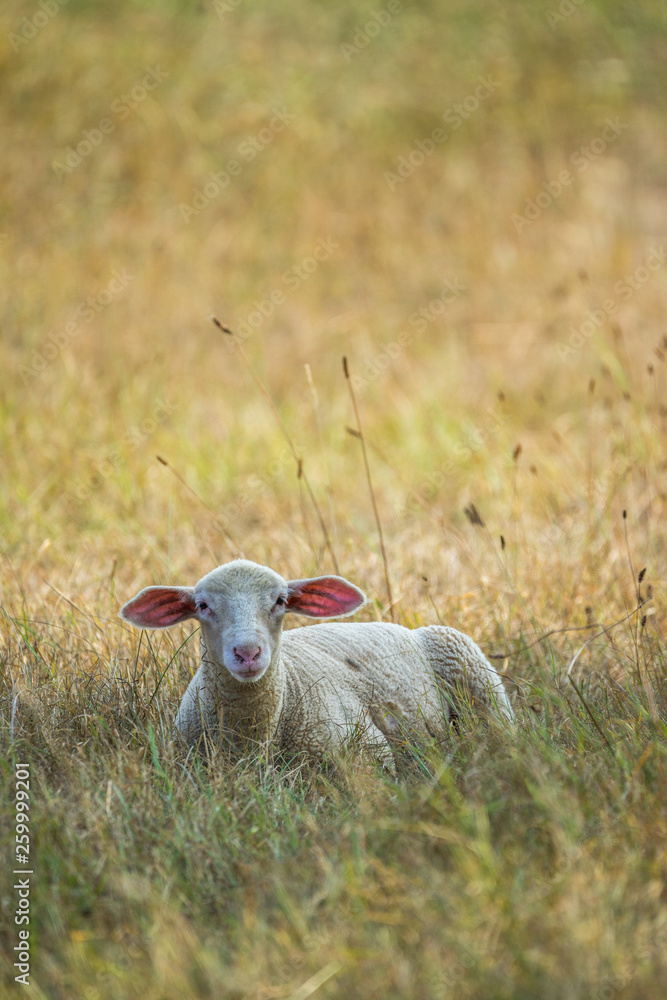 Obraz premium Lamm auf der Wiese