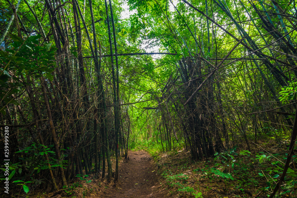 Green bamboo forest tunel nature pathway Green bamboo forest tunel nature pathway