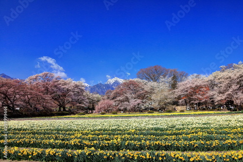 実相寺の桜と甲斐駒ヶ岳 photo