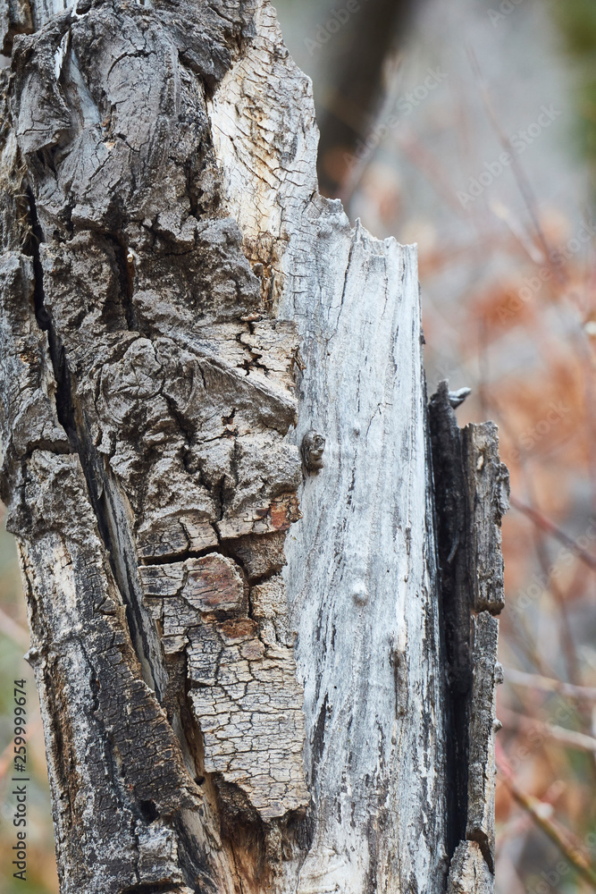 Fototapeta premium Southwest