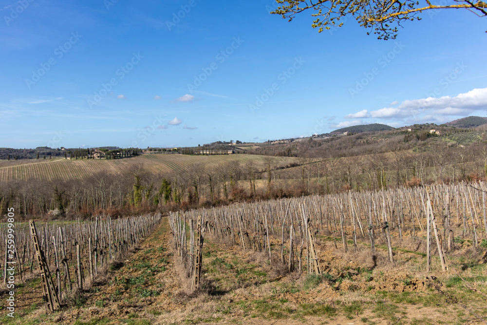 Dry vineyard landscape on a blue sunny sky in Tuscany, Italy