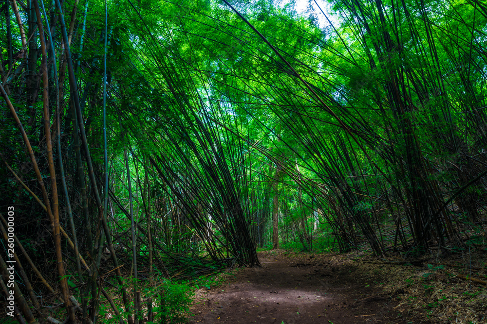 Fototapeta premium Green bamboo forest tunel nature pathway
