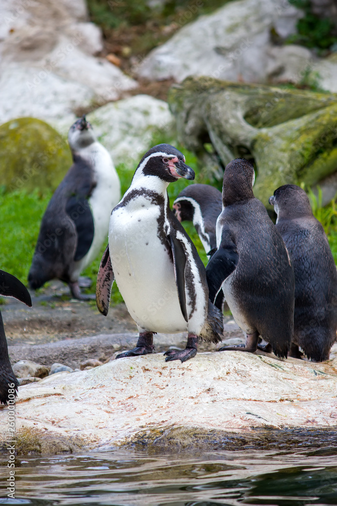 Fototapeta premium Humboldt penguin, Spheniscus humboldti or Peruvian penguin