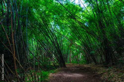 Green bamboo forest tunel nature pathway