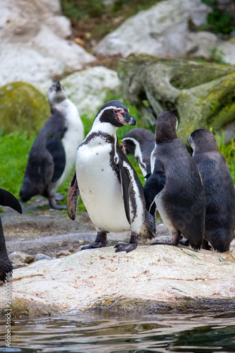 Humboldt penguin, Spheniscus humboldti or Peruvian penguin