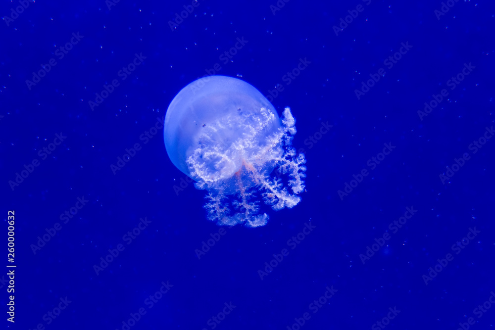 Cannonball jellyfish Cannonball jellyfish