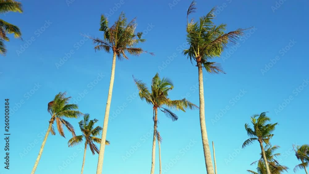 Video of coconut palm trees swaying with the wind, set against a clear blue sky in a tropical country in Malaysia. Video of coconut palm trees swaying with the wind, set against a clear blue sky in a tropical country in Malaysia.