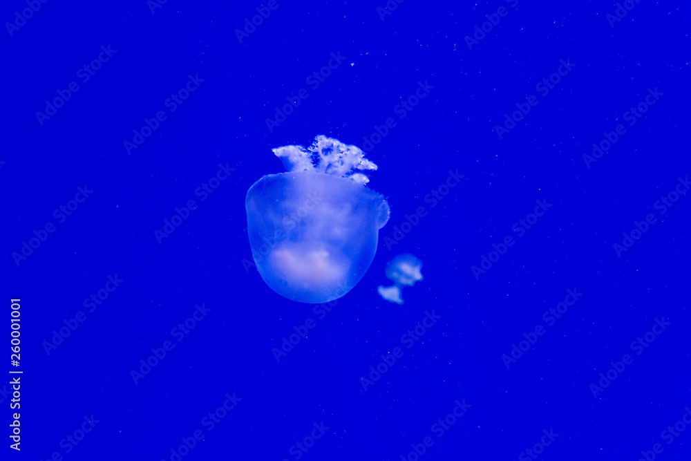 Cannonball jellyfish Cannonball jellyfish