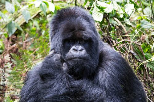 The endangered mountain gorillas (Gorilla beringei beringei) of Rwanda © Grant Tiffen
