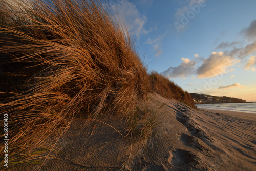 Marram grass and sand dunes Sennen Cove Cornwall