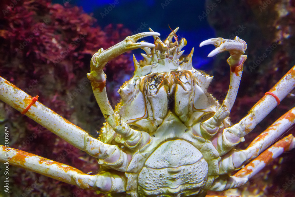 Japanese spider crab Stock Photo | Adobe Stock