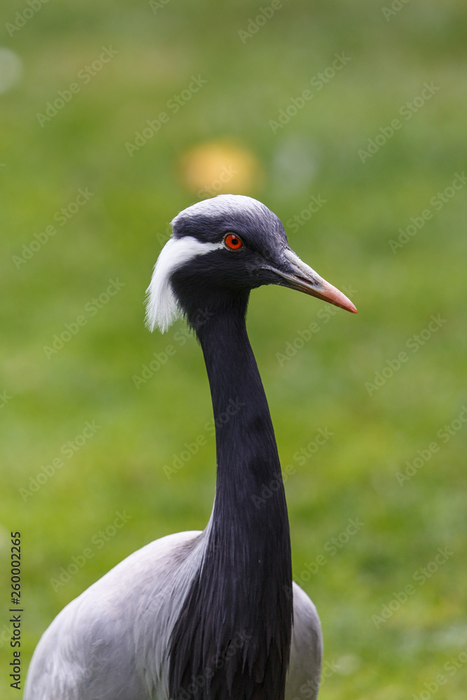 Portrait of black and white crane