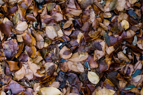 Colorful brown bronze wet autumn leaves. Natural toned background © mashimara