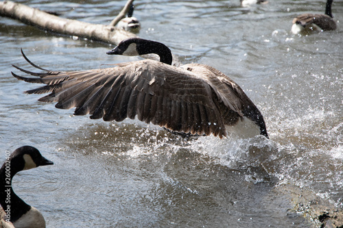 Canadian goose splashing in a lake