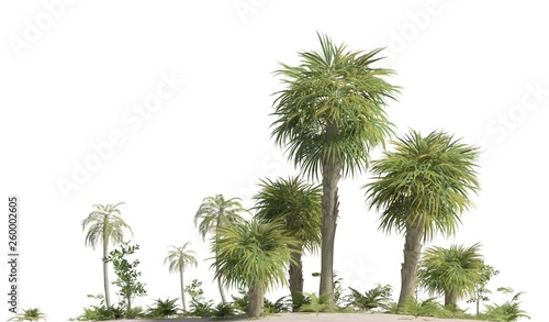 Photos Trees of the mesozoic era isolated on white background 3D illustration