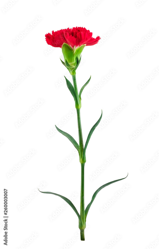 single red carnation