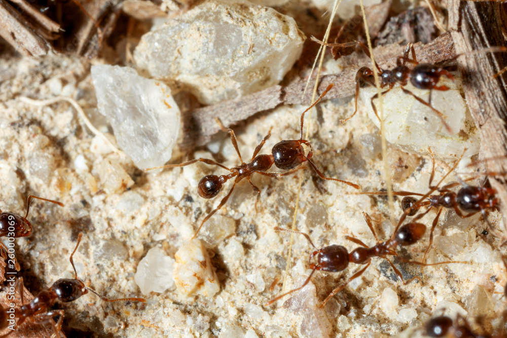 The ant is close-up. The ant is close-up.