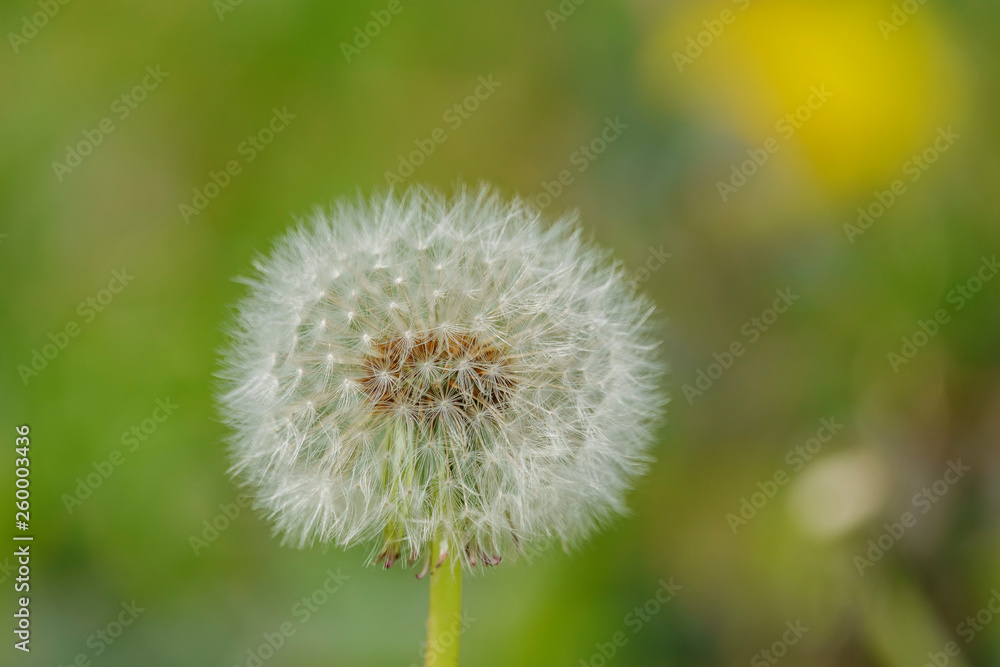 Beautiful close up shot of Taraxacum Beautiful close up shot of Taraxacum