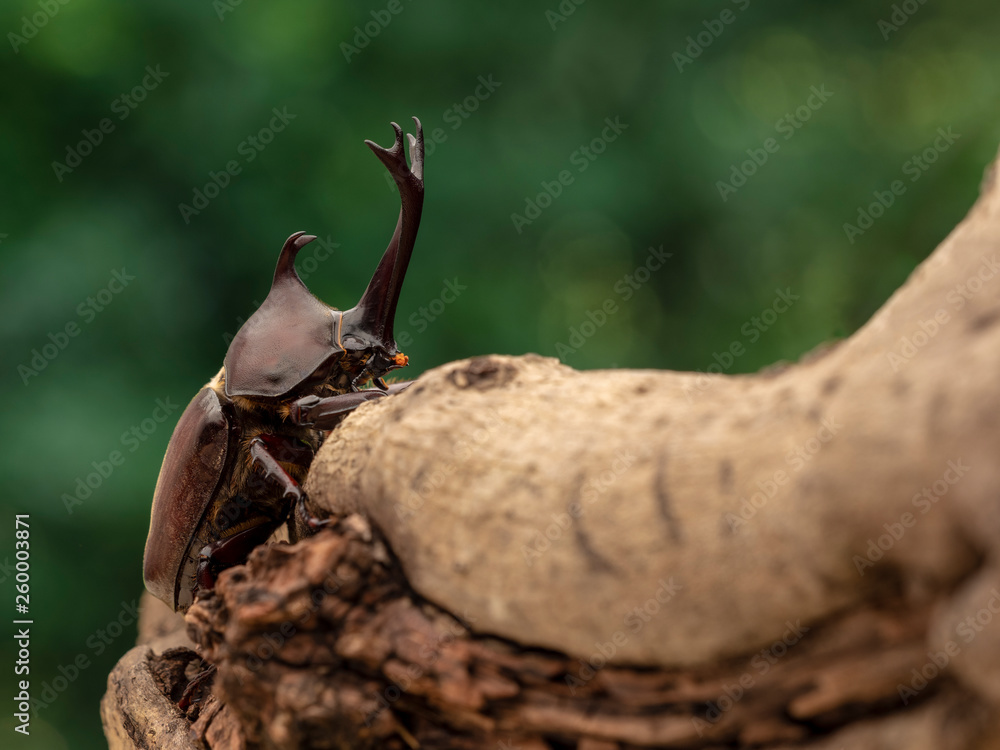 Obraz premium カブトムシ