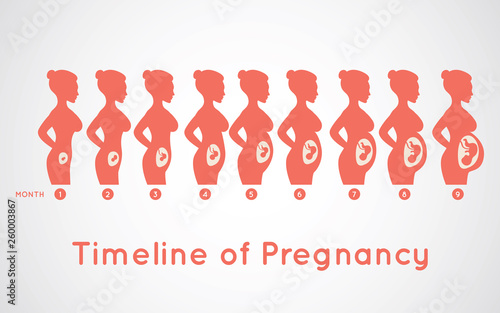 Timeline of Pregnancy infographic icon design, medical vector illustration