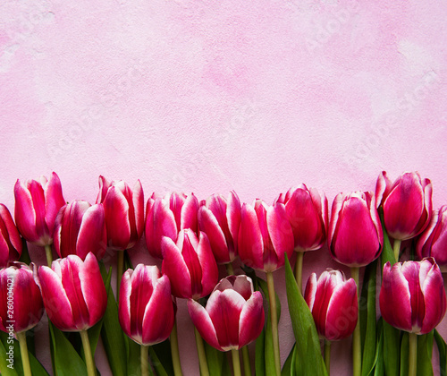 Pink spring tulips