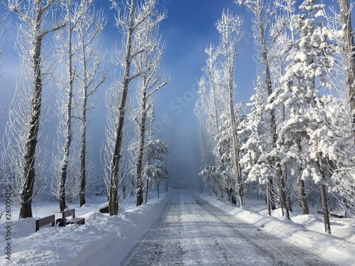 road in winter forest © Максим Сахаровский