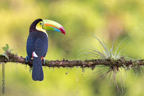 keel-billed toucan (Ramphastos sulfuratus) on a branch with a bromelia photo