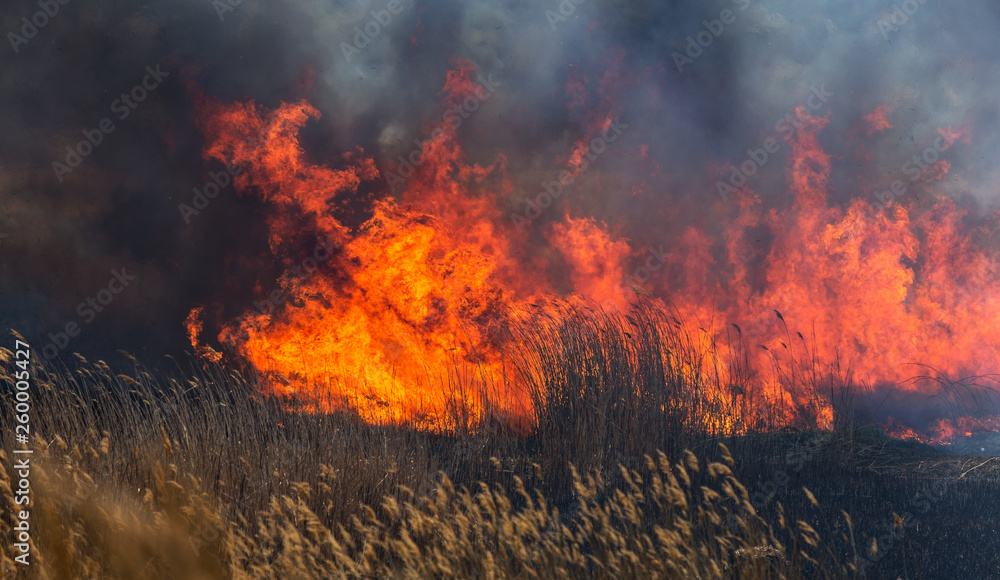 Raging forest spring fires. Burning dry grass, reed along lake. Grass is burning in meadow. Ecological catastrophy. Fire and smoke destroy all life. Firefighters extinguish Big fire. Lot of smoke Raging forest spring fires. Burning dry grass, reed along lake. Grass is burning in meadow. Ecological catastrophy. Fire and smoke destroy all life. Firefighters extinguish Big fire. Lot of smoke