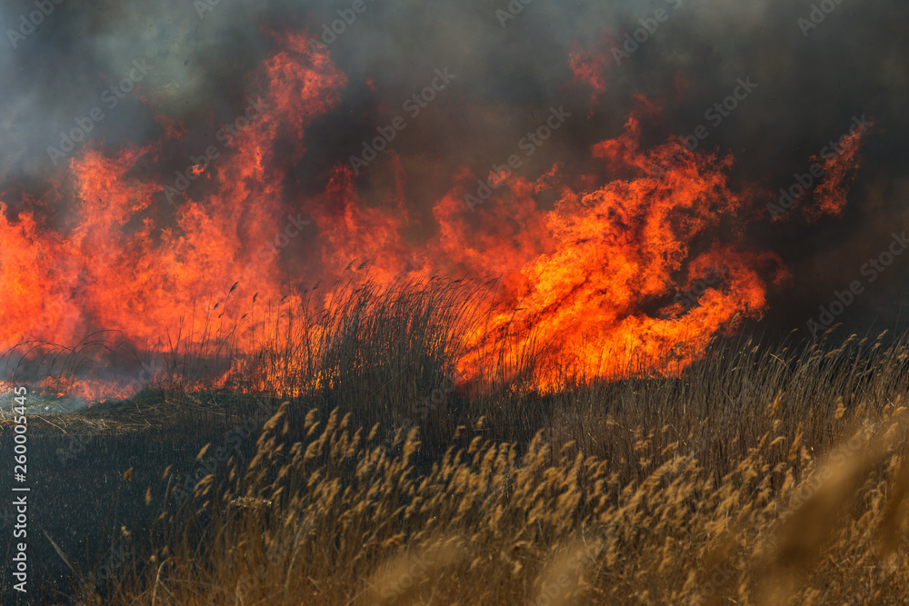 Raging forest spring fires. Burning dry grass, reed along lake. Grass is burning in meadow. Ecological catastrophy. Fire and smoke destroy all life. Firefighters extinguish Big fire. Lot of smoke