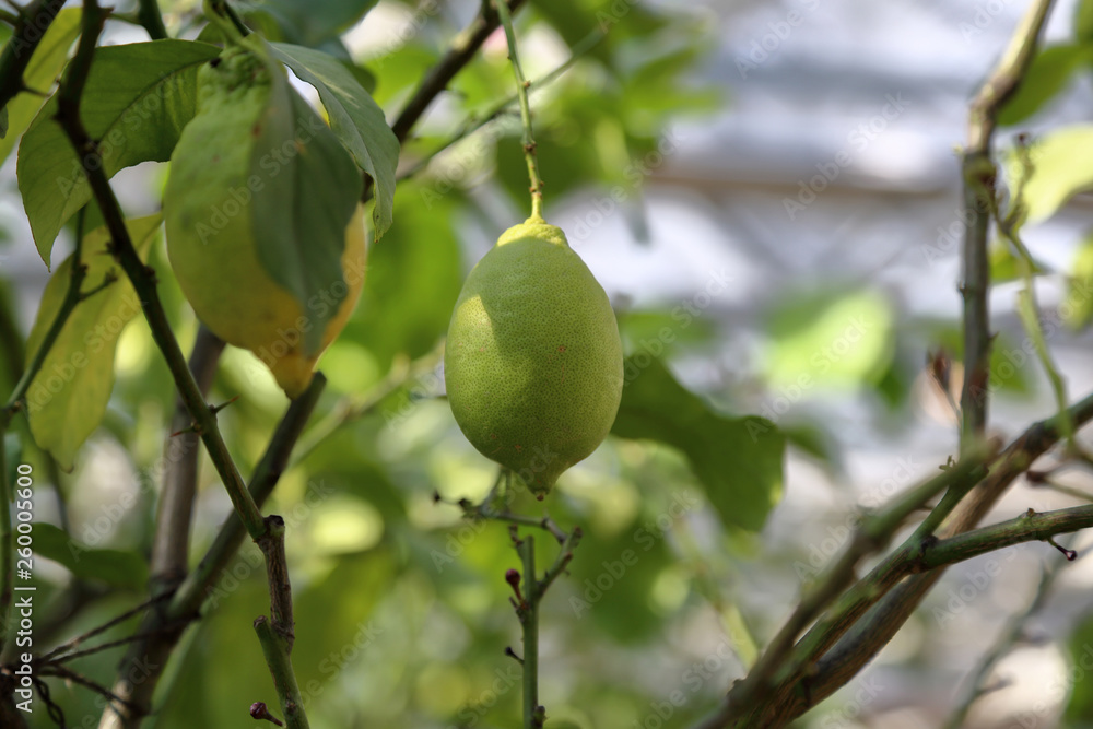 Juicy fruit of wild lemon on a tree in a city park