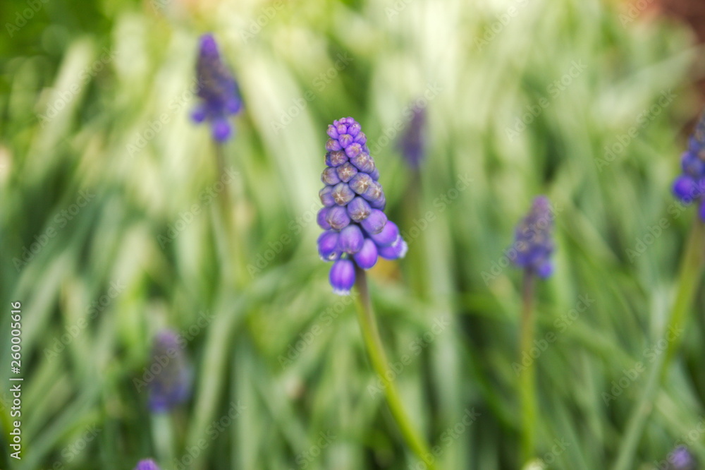 Blue Violet Hyacinth flowers. Hyacínthus. Blue Violet Hyacinth flowers. Hyacínthus.