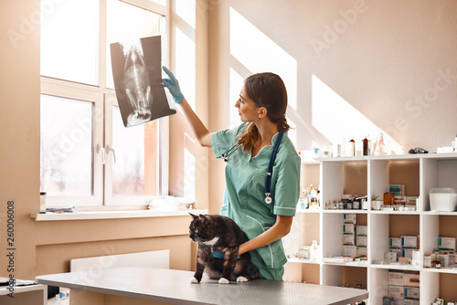Let's see. Female veterinarian in work uniform is looking at a cat's X-ray and holding a patient with one hand during the examination at the veterinary clinic photo