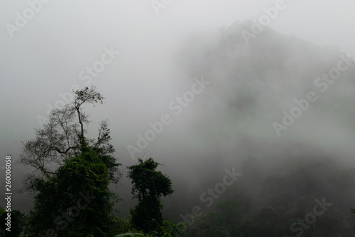 fog in the tropical forest on the background of the mountain © Светлана Маркелова