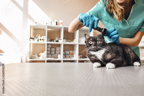I want to check everything. Young female veterinarian in work uniform checking ear health of a big black cat with a special tool at the veterinary clinic © Friends Stock