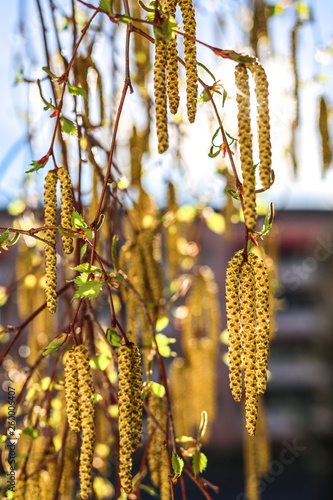 Close up birch tree with full of pollen and deep blue sky in early spring