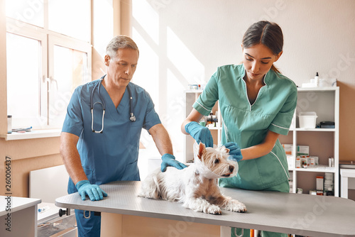 Working in veterinary clinic. A young female assistant putting on a protective collar at small cute dog while middle aged male vet holding a patient. photo