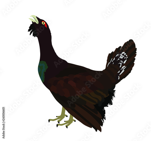 Wood grouse vector illustration. Heather cock or capercaillie wildfowl. Blackcock or heath cock. Bird from forest. Black cock male.