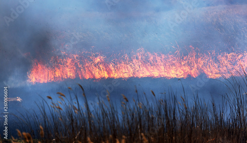 Raging forest spring fires. Burning dry grass, reed along lake. Grass is burning in meadow. Ecological catastrophy. Fire and smoke destroy all life. Firefighters extinguish Big fire. Lot of smoke