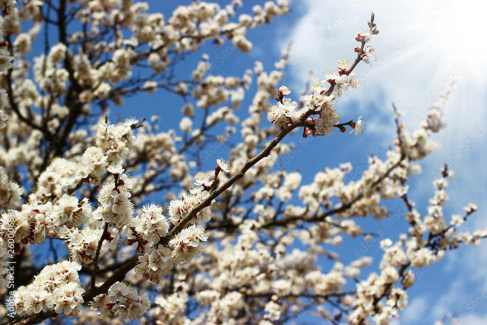 Tree branches with spring blossoms on bright blue sky and clouds background Tree branches with spring blossoms on bright blue sky and clouds background