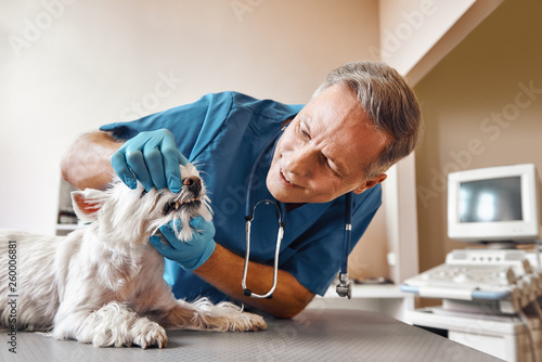 I won't hurt you. Kind veterinar checking teeth of a small dog lying on the table in veterinary clinic. Pet care concept