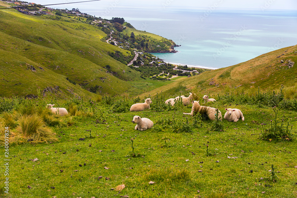 Countryside landscape with sheep resting