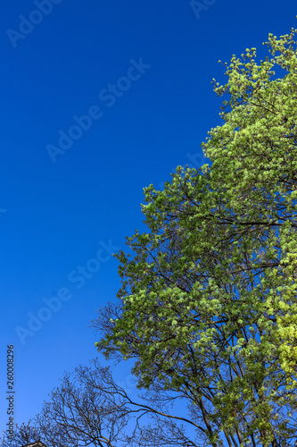 tree with young green leaves and blue sky